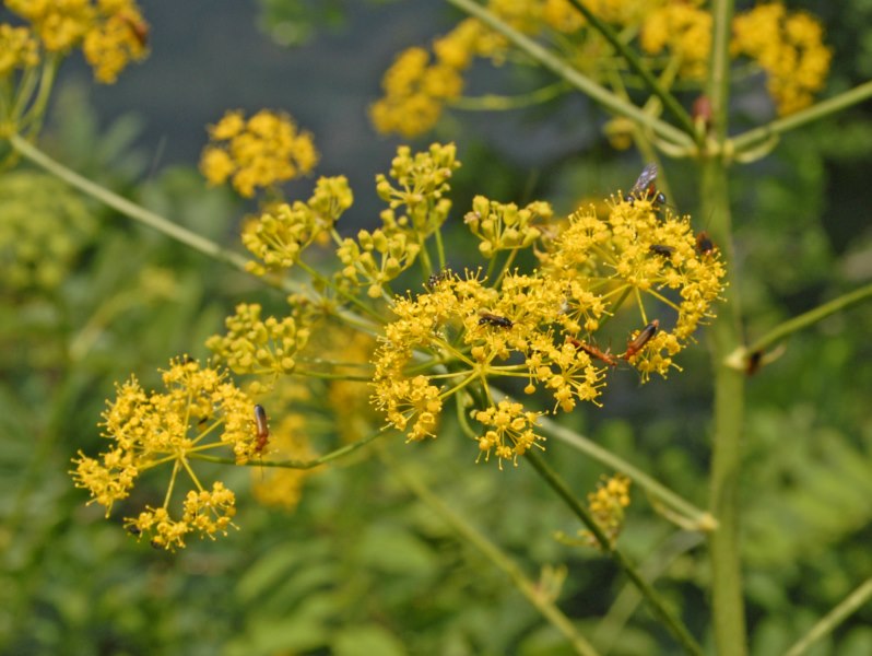 pianta alta con dei fiori gialli - Opopanax chironium